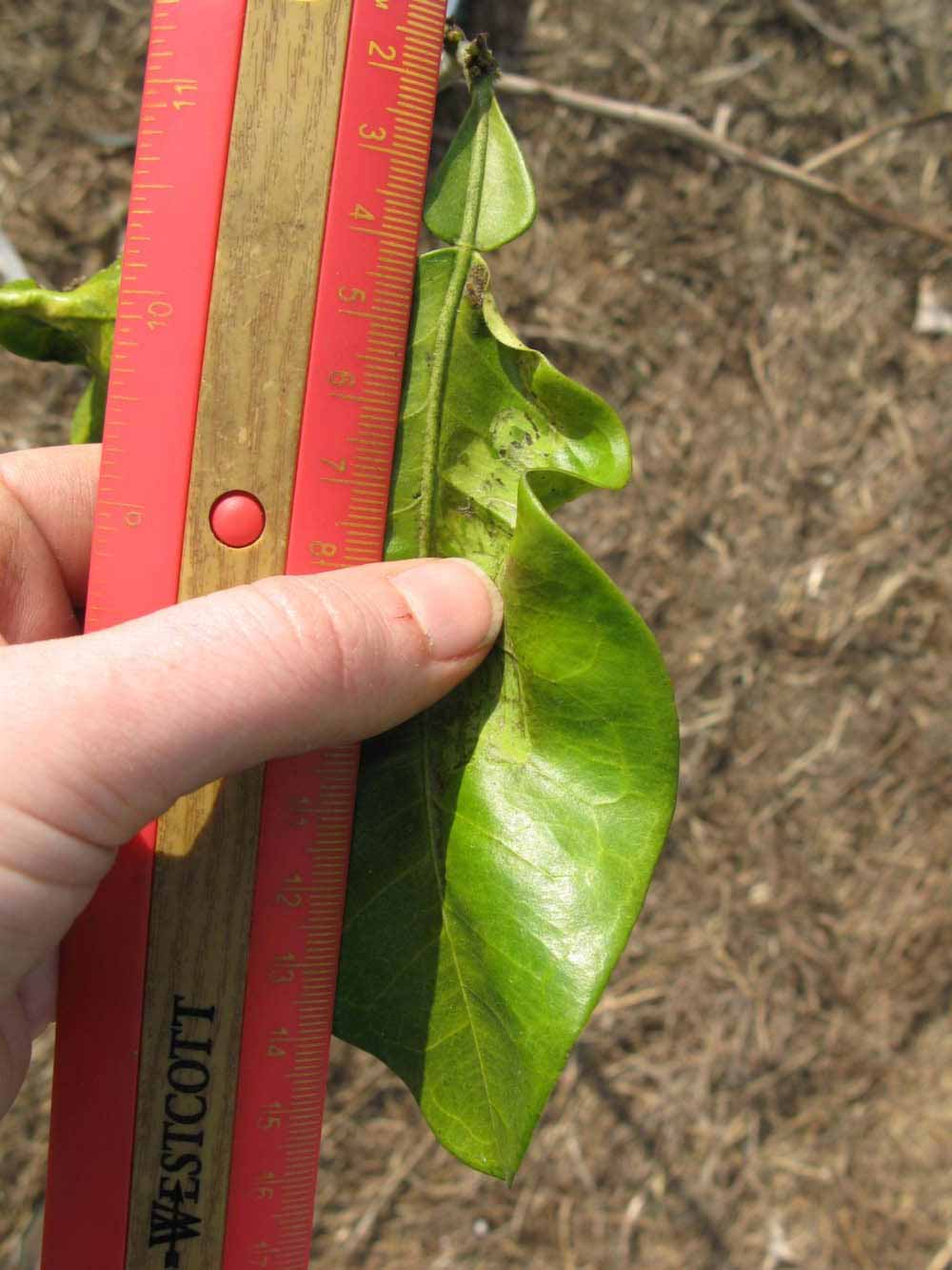              Unifoliolate leaf (Winter Haven, FL)       